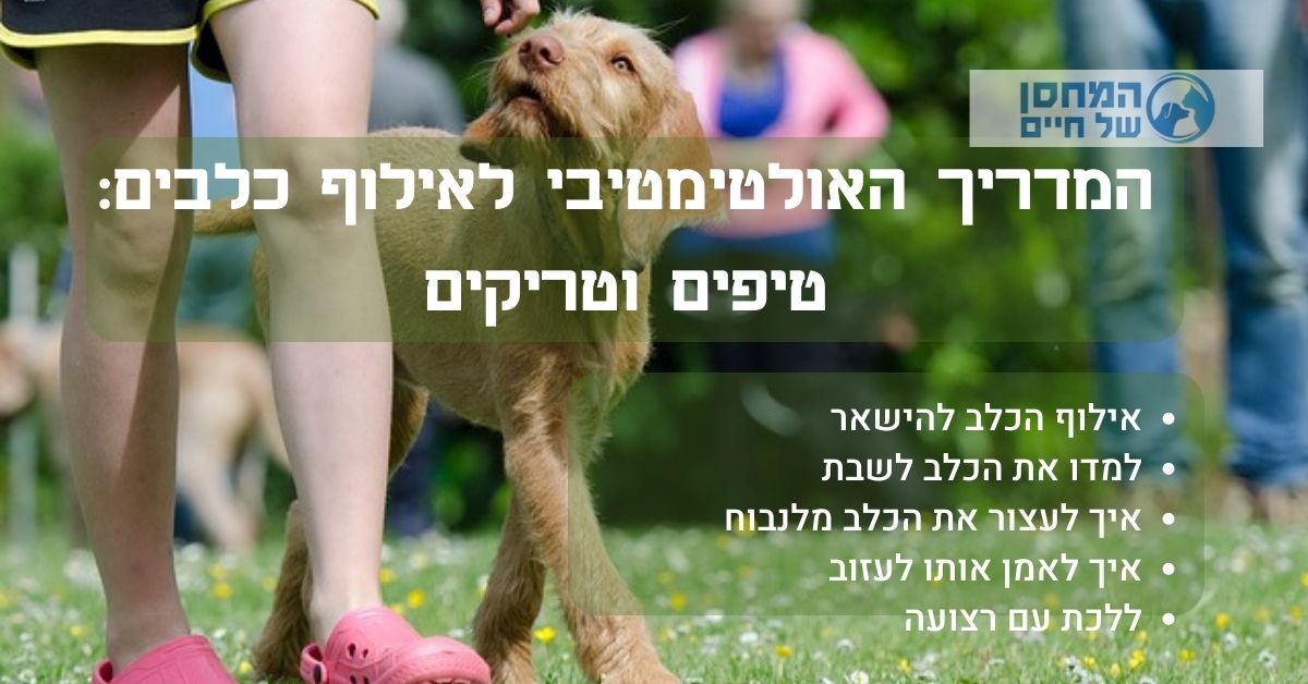 אילוף כלבים: טיפים וטריקים